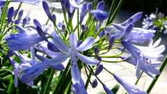 華