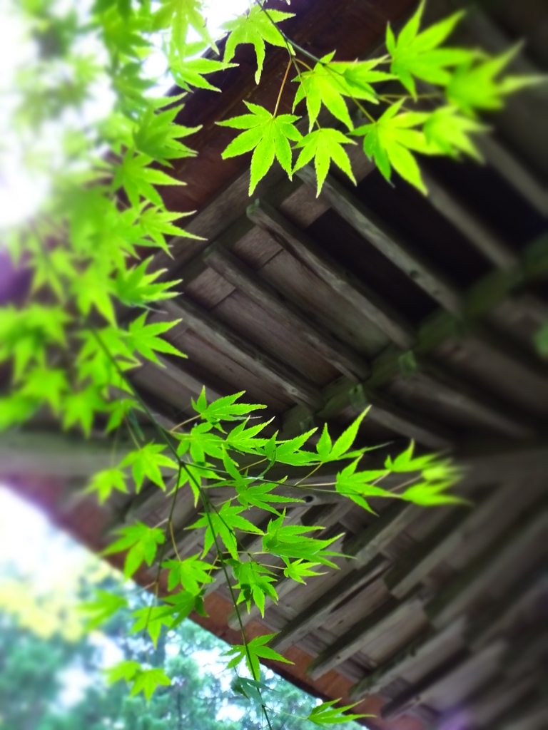 三千院・他