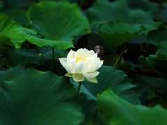 東福寺・蓮の華