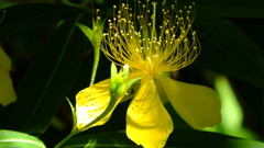 華