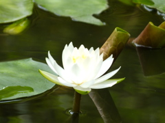 睡蓮