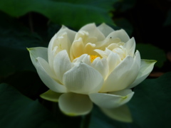 東福寺・蓮の華