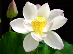 東福寺・蓮の華