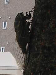 都会のオアシス