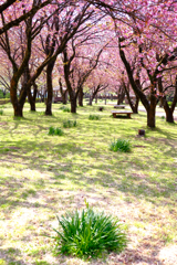 桜道