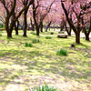 桜道