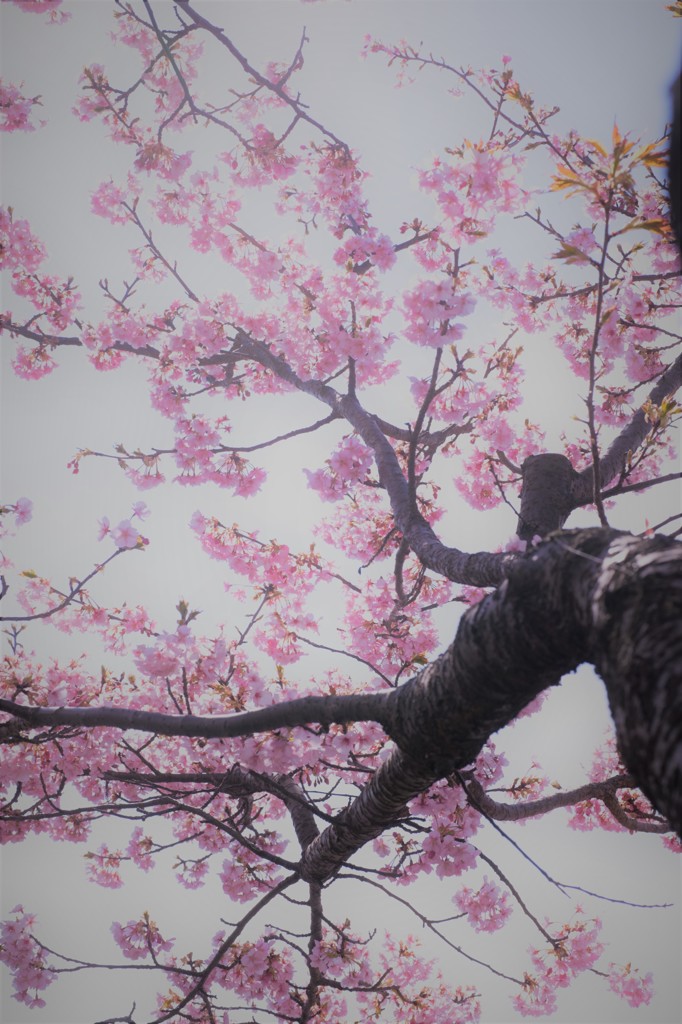 薄桜