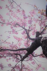 薄桜