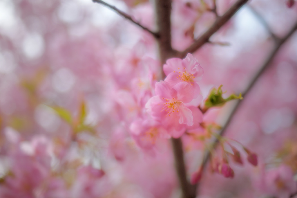 恋桜