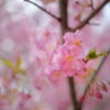 恋桜