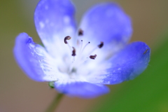 春の小花