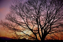 夕木立