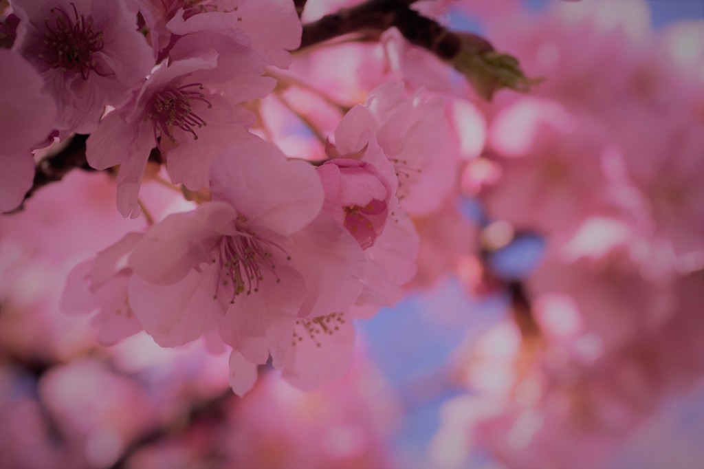 桜笑