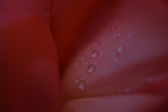 薔薇の呼吸