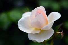 純白の華