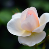 純白の華