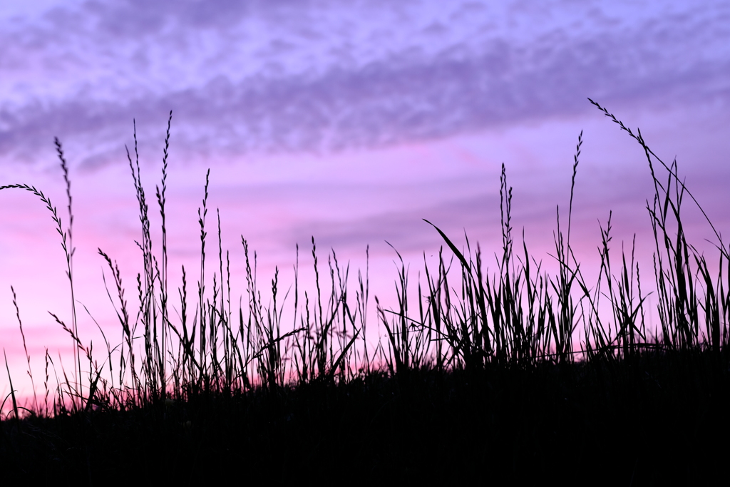 夕暮