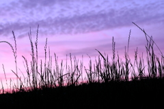 夕暮