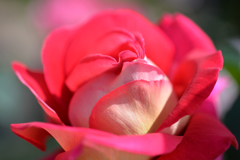 紅の華