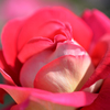 紅の華
