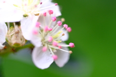 春の小花その弐