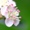 春の小花その弐