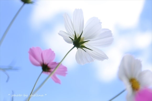 秋桜＃4