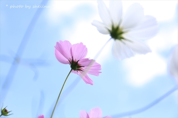 秋桜＃3