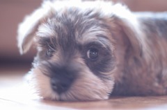 * Puppy shelly. * 