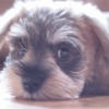 * Puppy shelly. * 