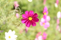 秋桜＃5