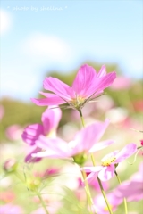 秋桜＃6