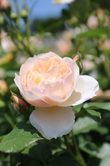 Rose the one.