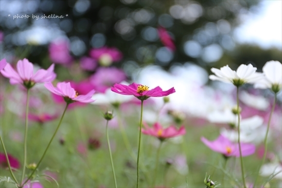 秋桜＃2