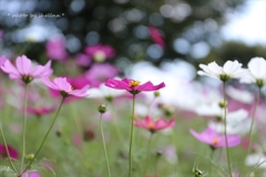 秋桜＃2