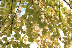 * Green *