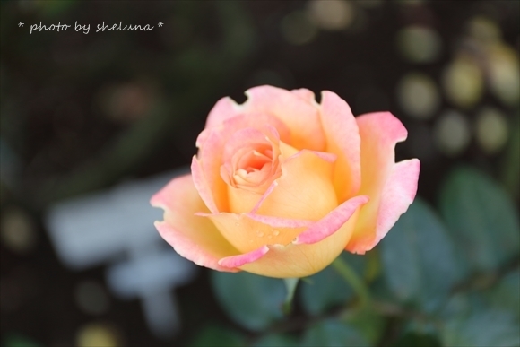 * rose *