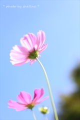 秋桜♯7