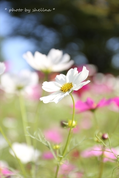 秋桜＃8