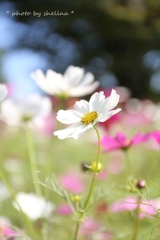 秋桜＃8