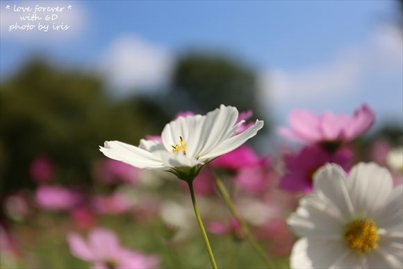 秋桜