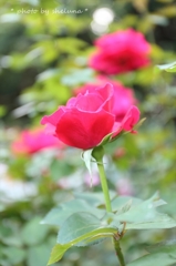 * rose garden. *