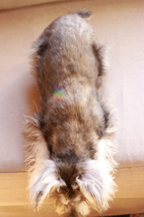 * Rainbow 3 *