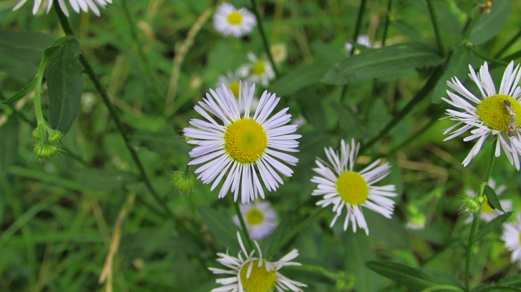 道端の花（３）