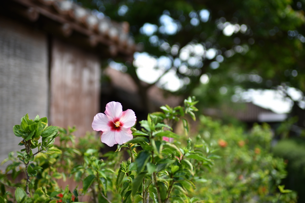 馴染みの風景２