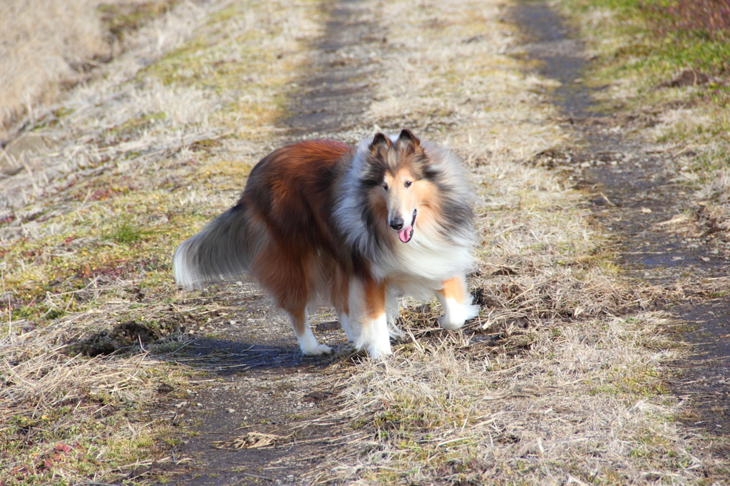 愛犬は冬が好き