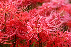 彼岸花１