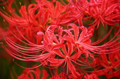 彼岸花４