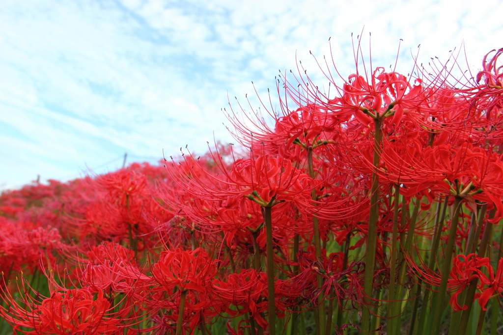 彼岸花３