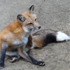 キツネ村にて